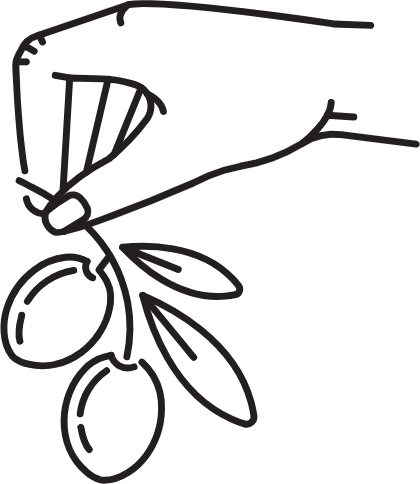 Zeytin Hasadı