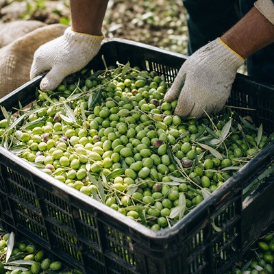 Organic Olive zeytinlikleri