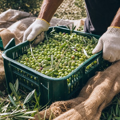 Günlük süper besin: zeytin